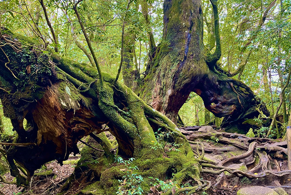 第4回　屋久島での自然療法　Naturopathy in Yakushima